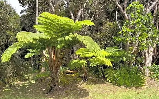 Kilauea House