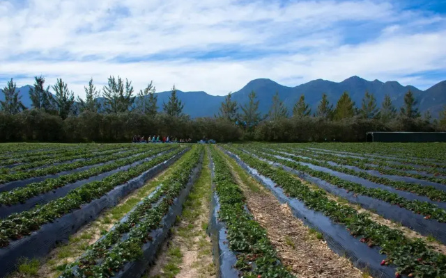Redberry Farm