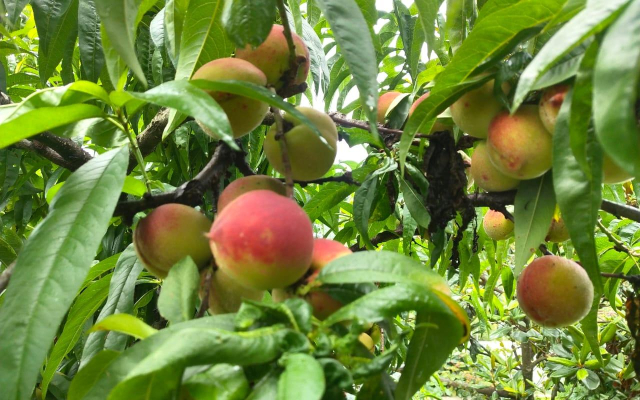 Trishul Orchard Resort