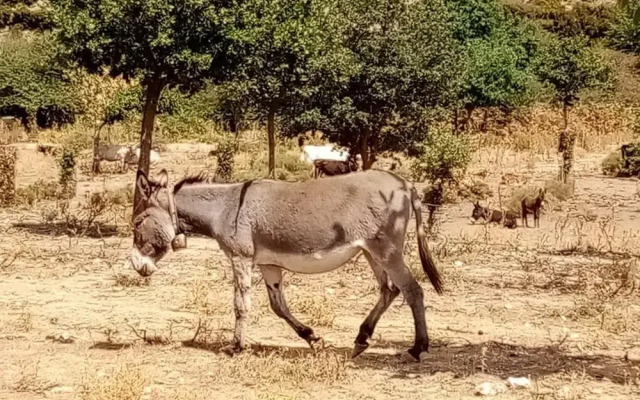 Sardinian Villa Enjoy Stintino With Your Pets !