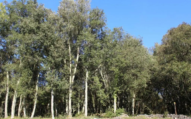 Gite La Roque-Gageac, 2 pièces, 2 personnes - FR-1-616-28