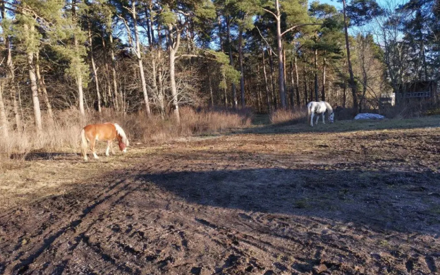 Gotland, Hästgård i Stånga