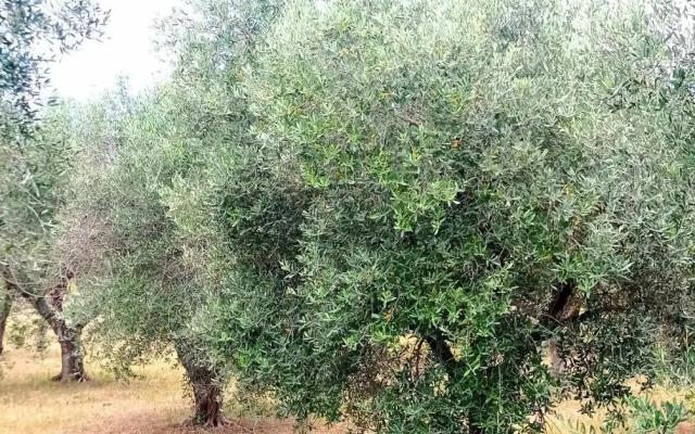 Tenuta Bardi