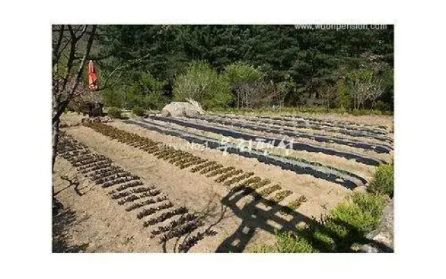Yangpyeong Island in Forest Pension