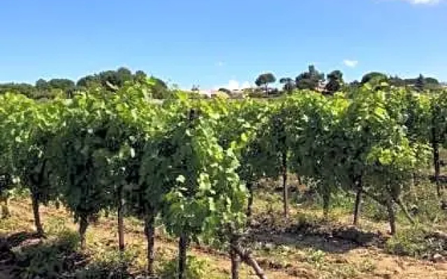 Domaine de Peilhan