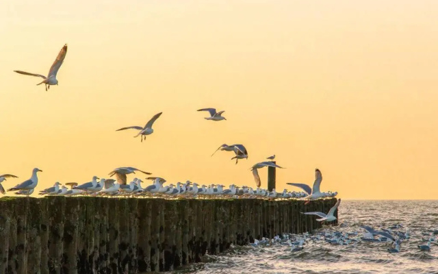 Boszicht aan de Kust 2