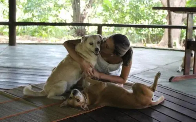 Nature Retreat with Healing Dogs in Brazil