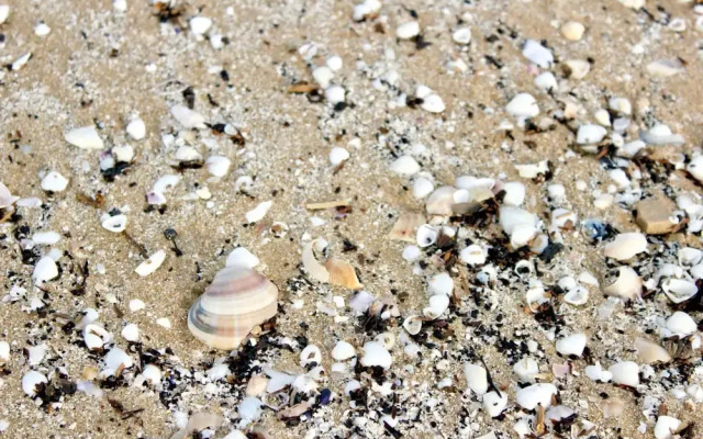 Tallarol in Grau i Platja
