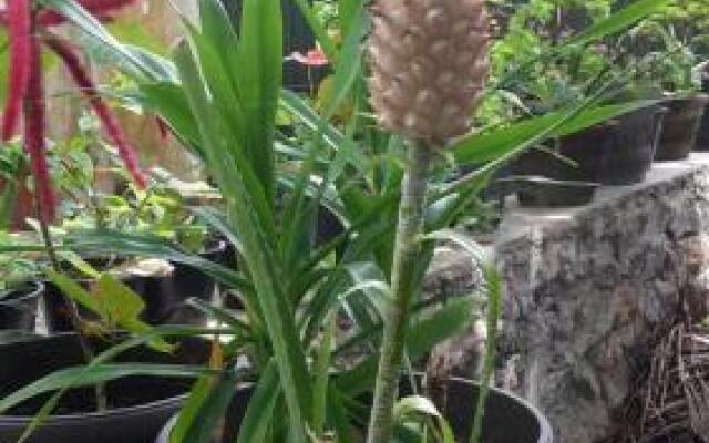 Otel Haus Am Meer Wilde Ananas Shri Lanka Ahangama Otzyvy Ob