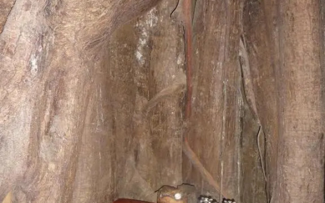 Topos Tree House