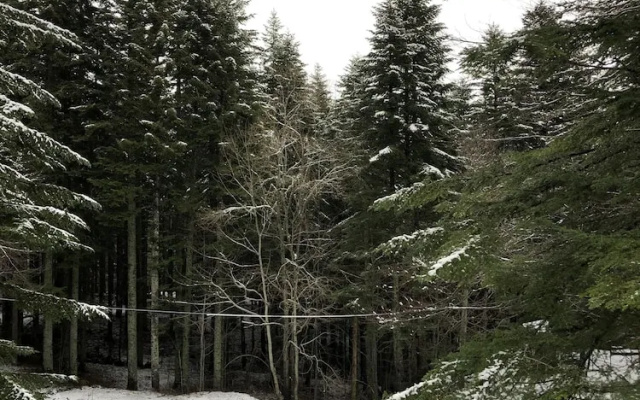 Appartamenti Boscolungo
