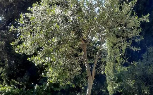 Les Deux Tilleuls