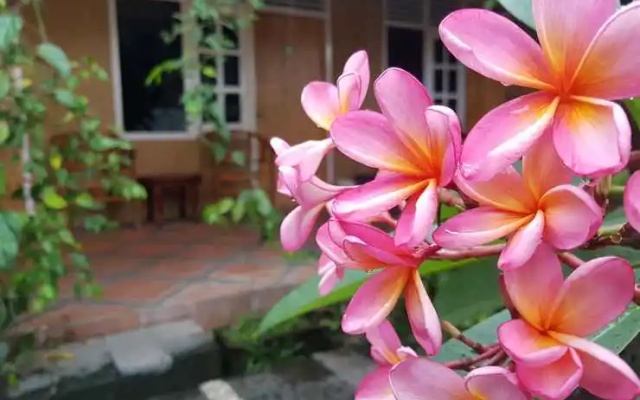 Omah Konco Yogyakarta