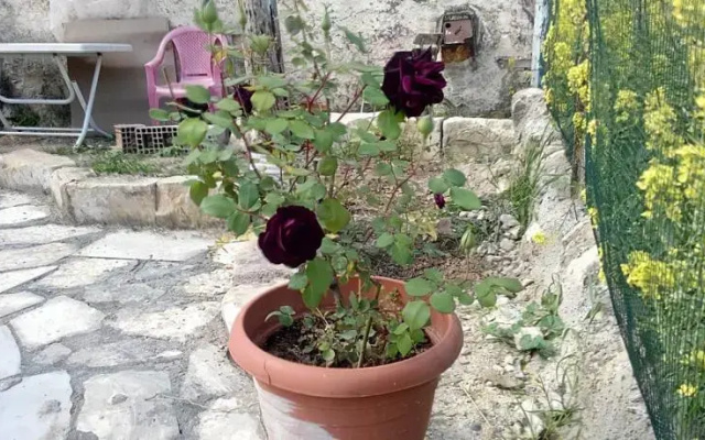 Homestay Halfeti Fırat Pansiyon