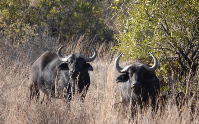 Shakama Private Game Lodge  Spa