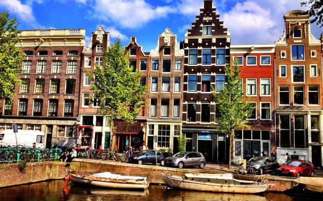 Tulip of Amsterdam