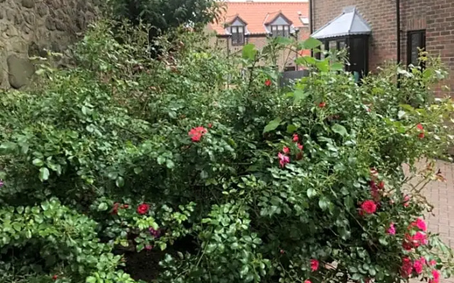 Darceys in the Yard