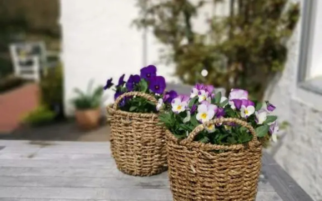 Harzstern Bungalow Studio mit Garten
