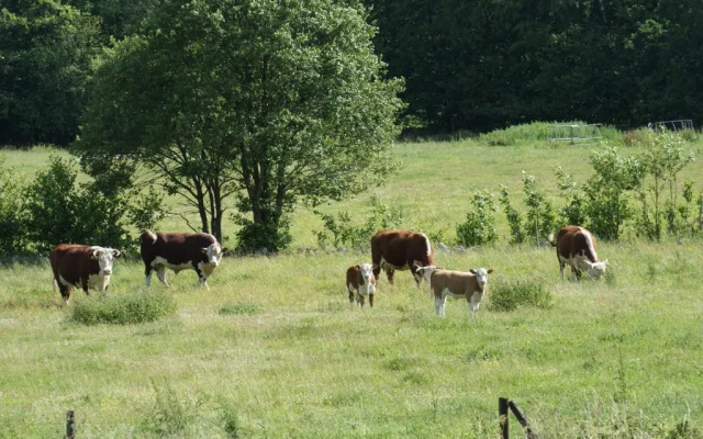 The Old Henhouse