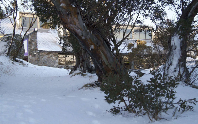 Snowy Gums