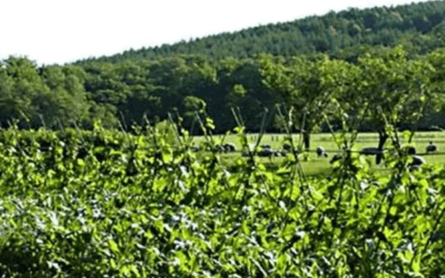 Yorkshire Farm