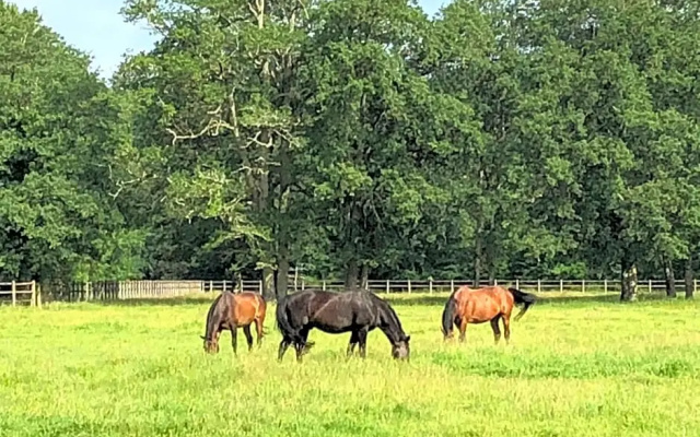 Haras du Vignault