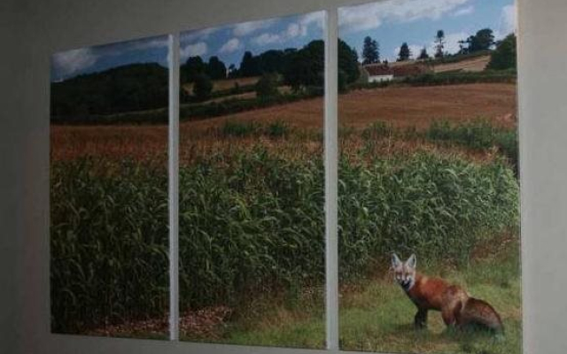 Fox at Farthinghoe