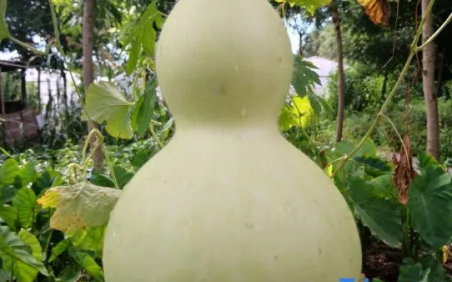 Farming  Club dongping 107  Hotel