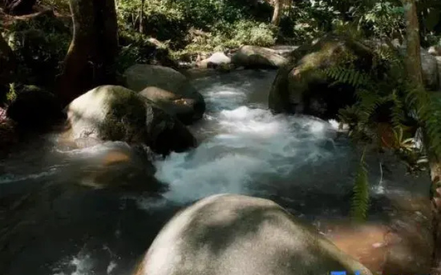 The Jungle Touch