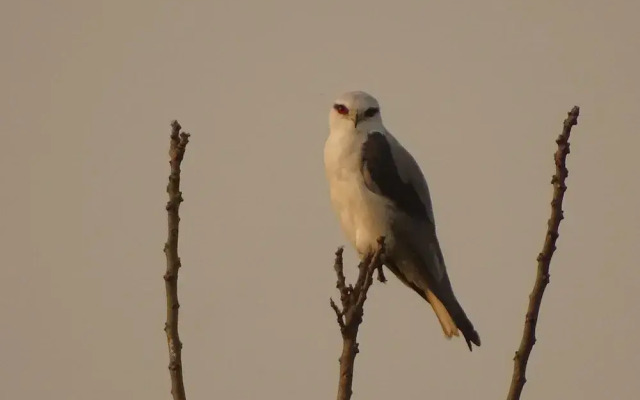Kasara Resort - Chitwan National Park