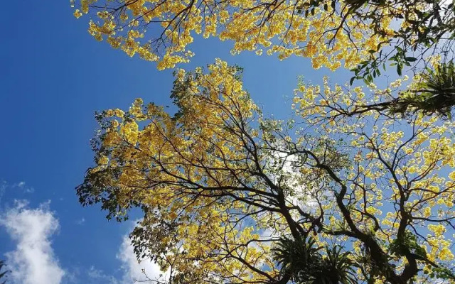 Yellow Tree Suites