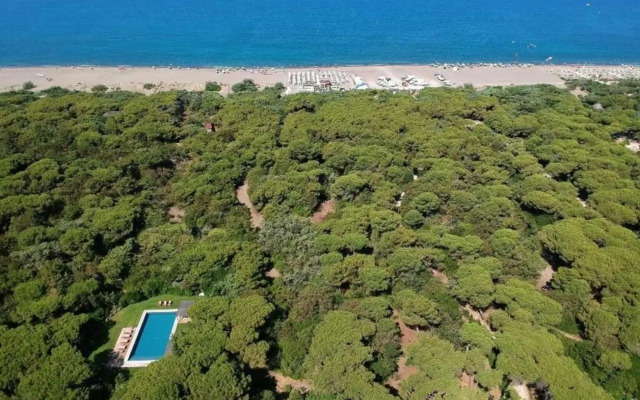 Beach Front Limonaia