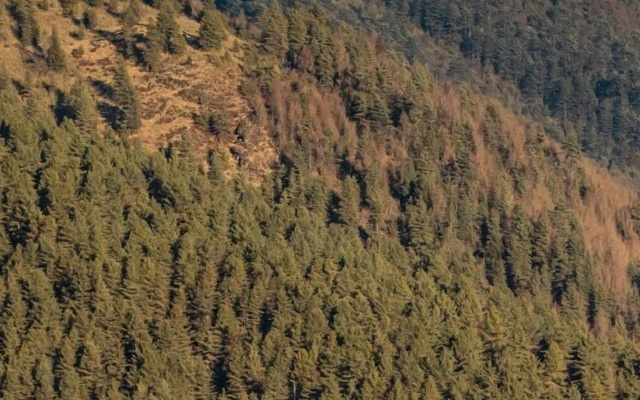 Gangtey Lodge