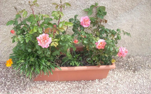 Agriturismo La Rosa Montefalco