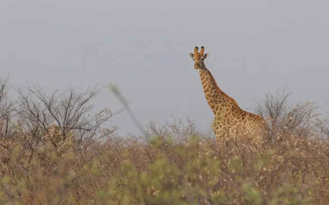 Shumbalala Game Lodge Botswana