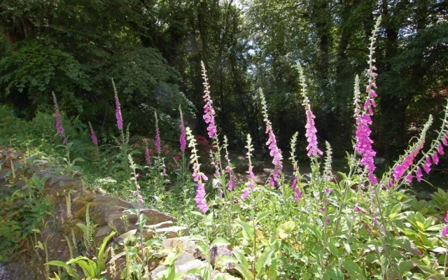 Foxgloves