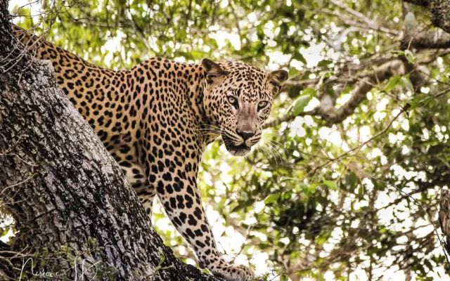 Epic Wild Wilpattu