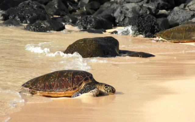 Sands of Kahana 316, Kahana