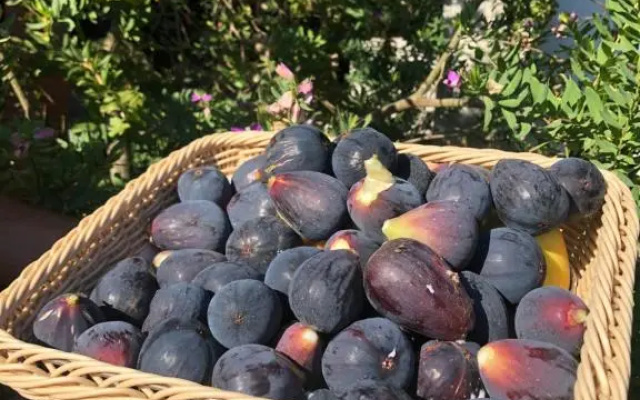 Agriturismo Is Cortillaris