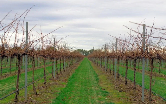 Yalumba Menzies Retreat