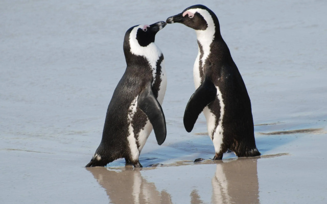 Penguinden