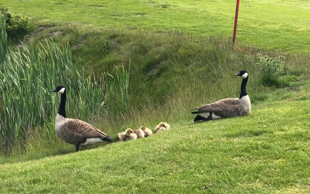 Trekvogels Hörn