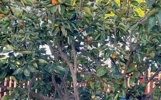 Yingzhouxiaoyuan