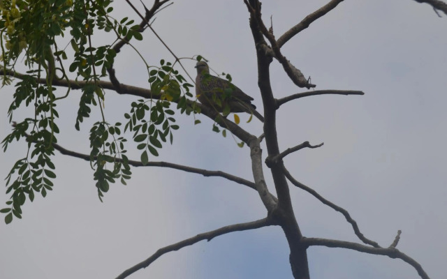 Ridge Boundary View
