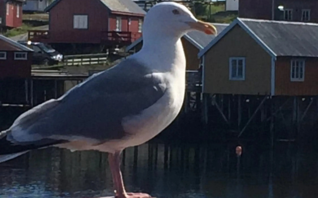 Sjøhaug Rorbu
