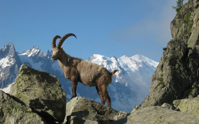 Chez Charles | Vallorcine Viachamonix