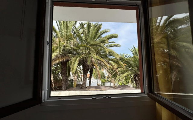 Phoenix Canariensis