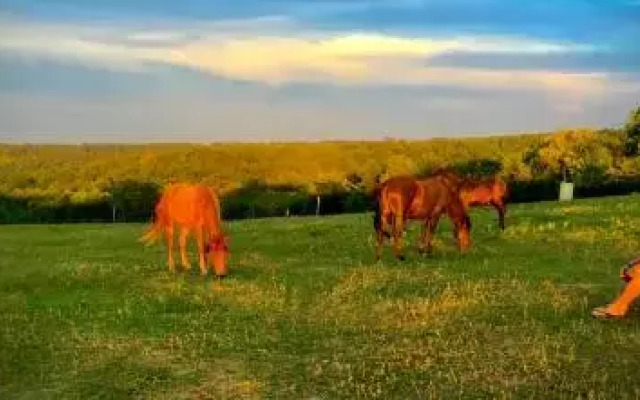 Dharma Horse Shelter Bungalows & Farmping
