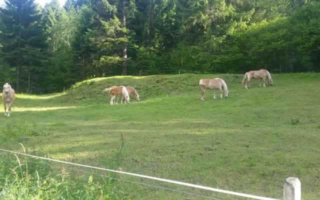 il bosco in casa