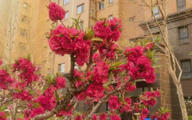 Luyuan Meisu Boutique Homestay